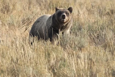 Trail Walker Attacked by Wild Animal in Wilderness Area Transported to Trauma Center