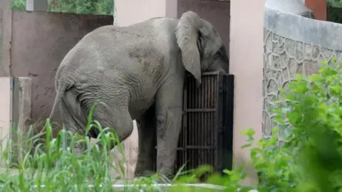 The Solitary Life and Death of India’s Capital’s Only African Elephant
