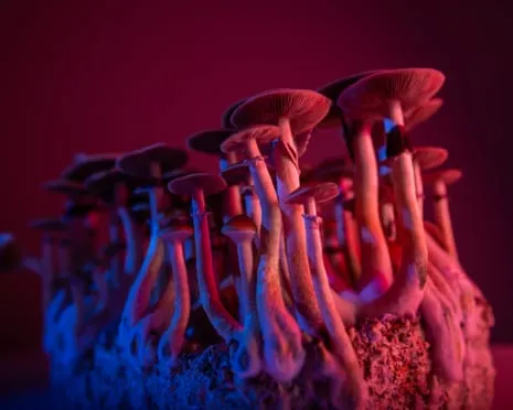 About Psychedelics by the Author: A Reflective Guide into Mind-Altering Compounds